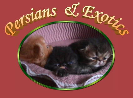 Persians & Exotics